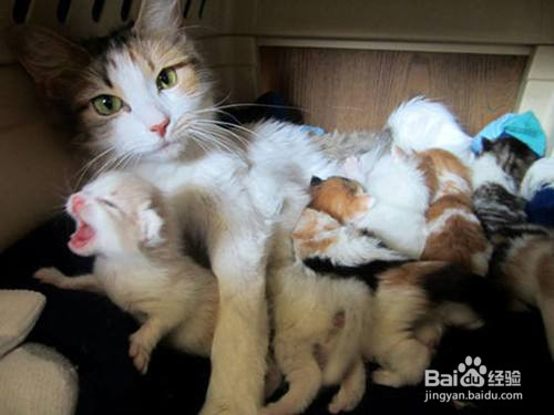 怎样提高刚出生小猫的存活率