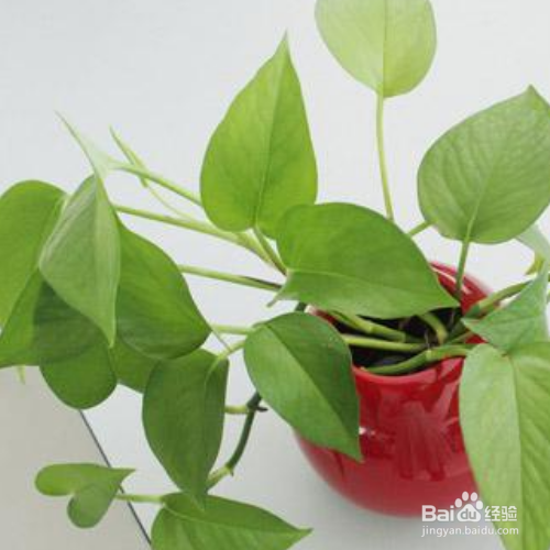 垂下来的绿萝怎么修剪