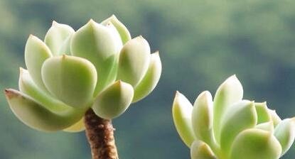 怎么养好多肉？