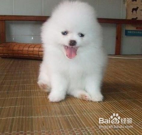 如何快速训练一只乖乖的狗狗