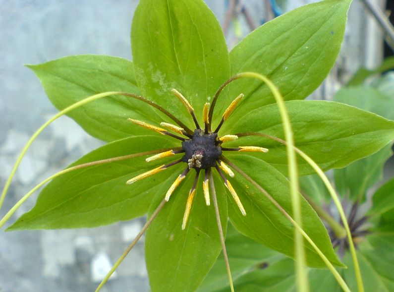七叶一枝花种植技术是什么