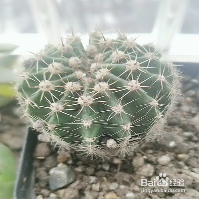 席克氏仙人球怎么养