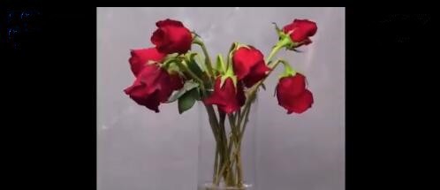 如何用没汽的汽水让花儿复活