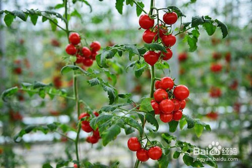 预防小番茄根结线虫的具体措施