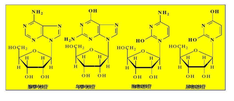 糖肽键和糖苷键一样吗