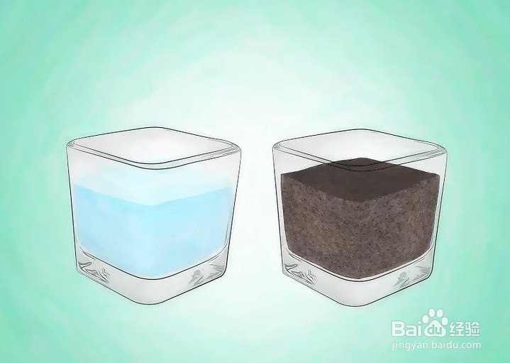 如何种植幸运竹