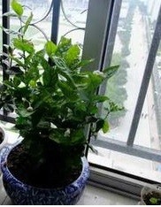 快速繁殖枙子花攻略