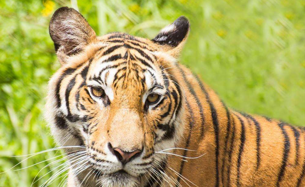 虎虎生威是什么生肖