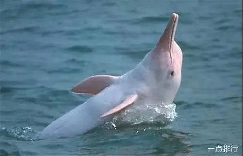 白鳍豚的嘴叫什么