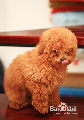 怎样挑选健康的泰迪犬狗狗