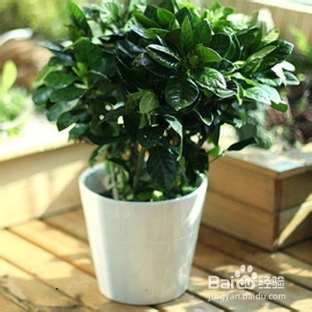 栀子花叶子发黄及不开花原因和解决方法