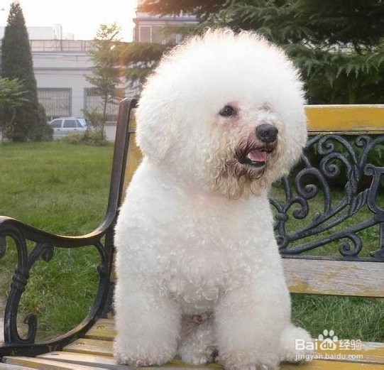 贵宾犬中暑怎么办