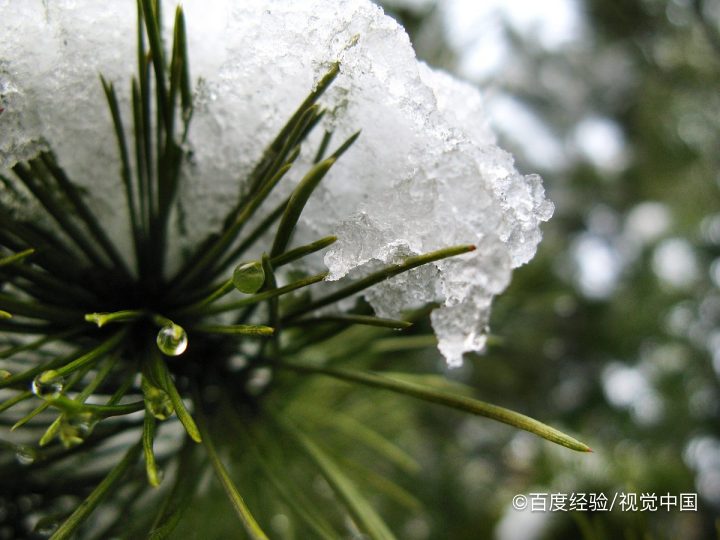 关于树木的叶子,都有哪些知识?