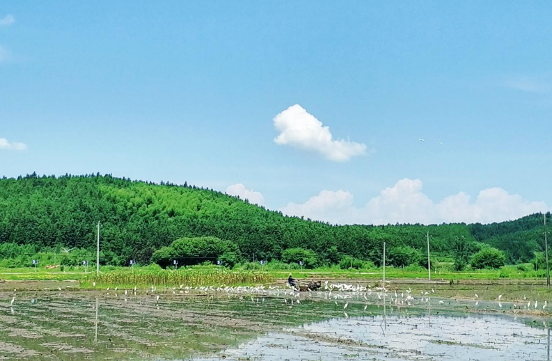 三伏的每一伏各有几天