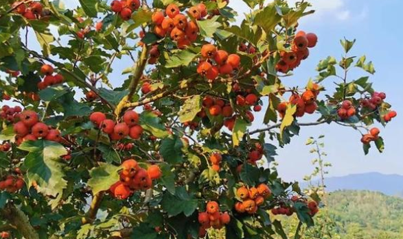 山楂树耐寒多少度