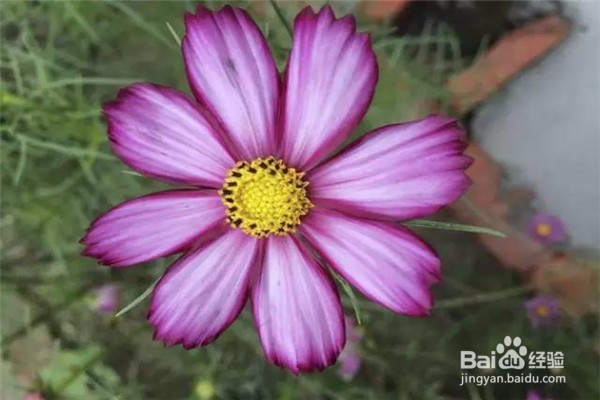 摄影攻略--手机摄影你会运用构图法吗