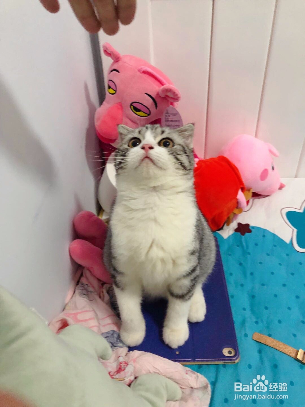 猫晚上太吵怎么办