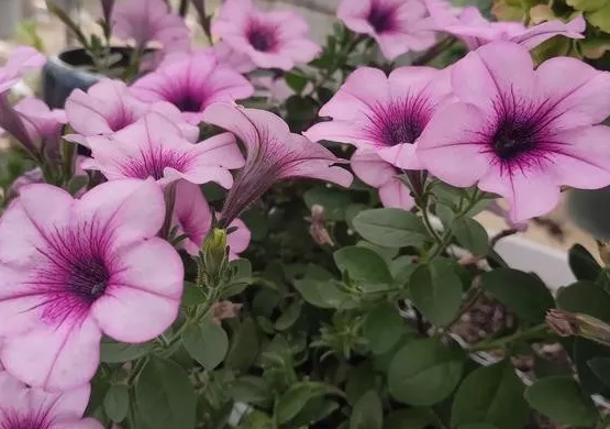 把花土放到微波炉里杀死虫卵的方法可行吗
