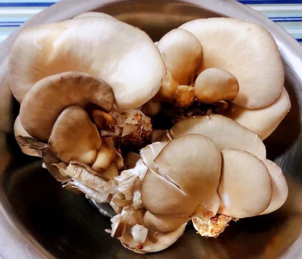 黄瓜胡萝卜炒平菇