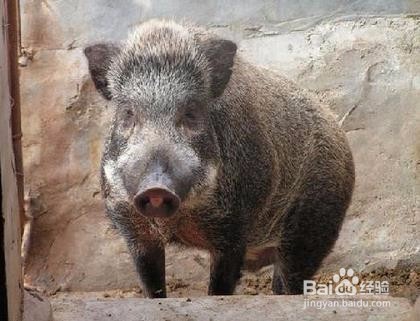 野猪攻击怎么办