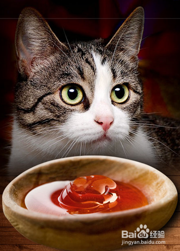 猫咪换食物拉稀怎么办?换猫粮拉稀吃什么