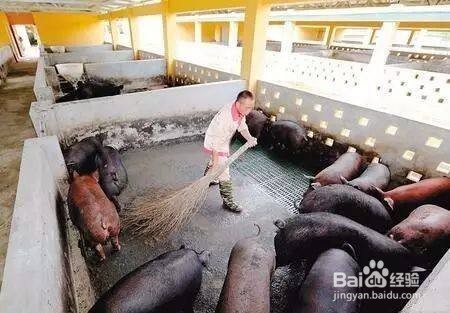 猪只消毒存在的误区有哪些?