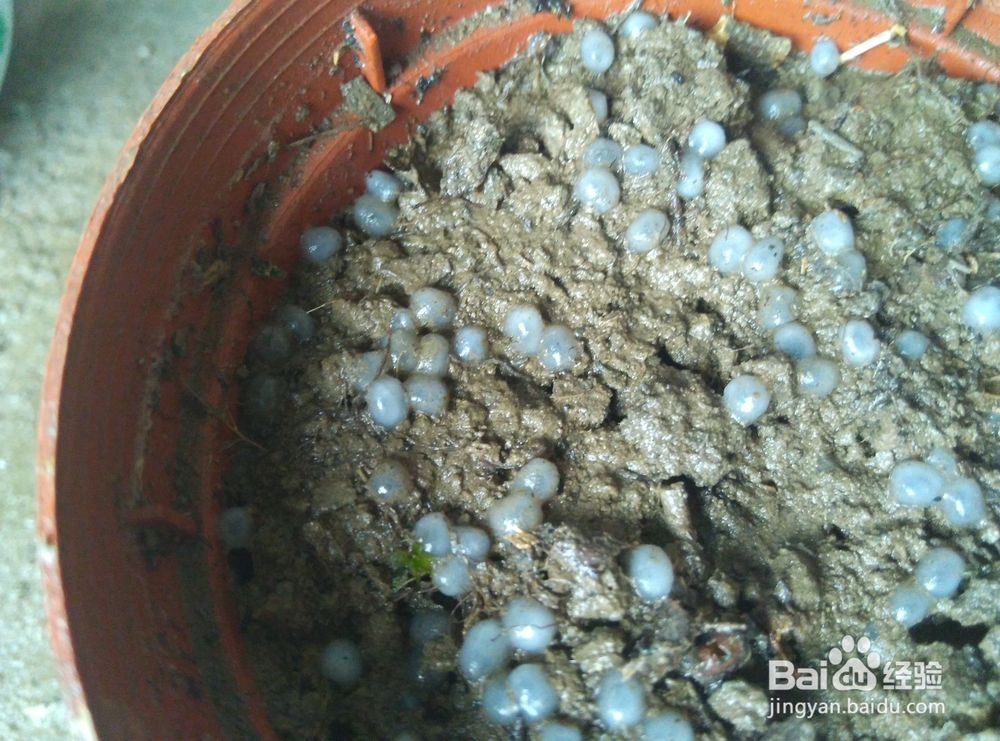 兰香子的种植妙用