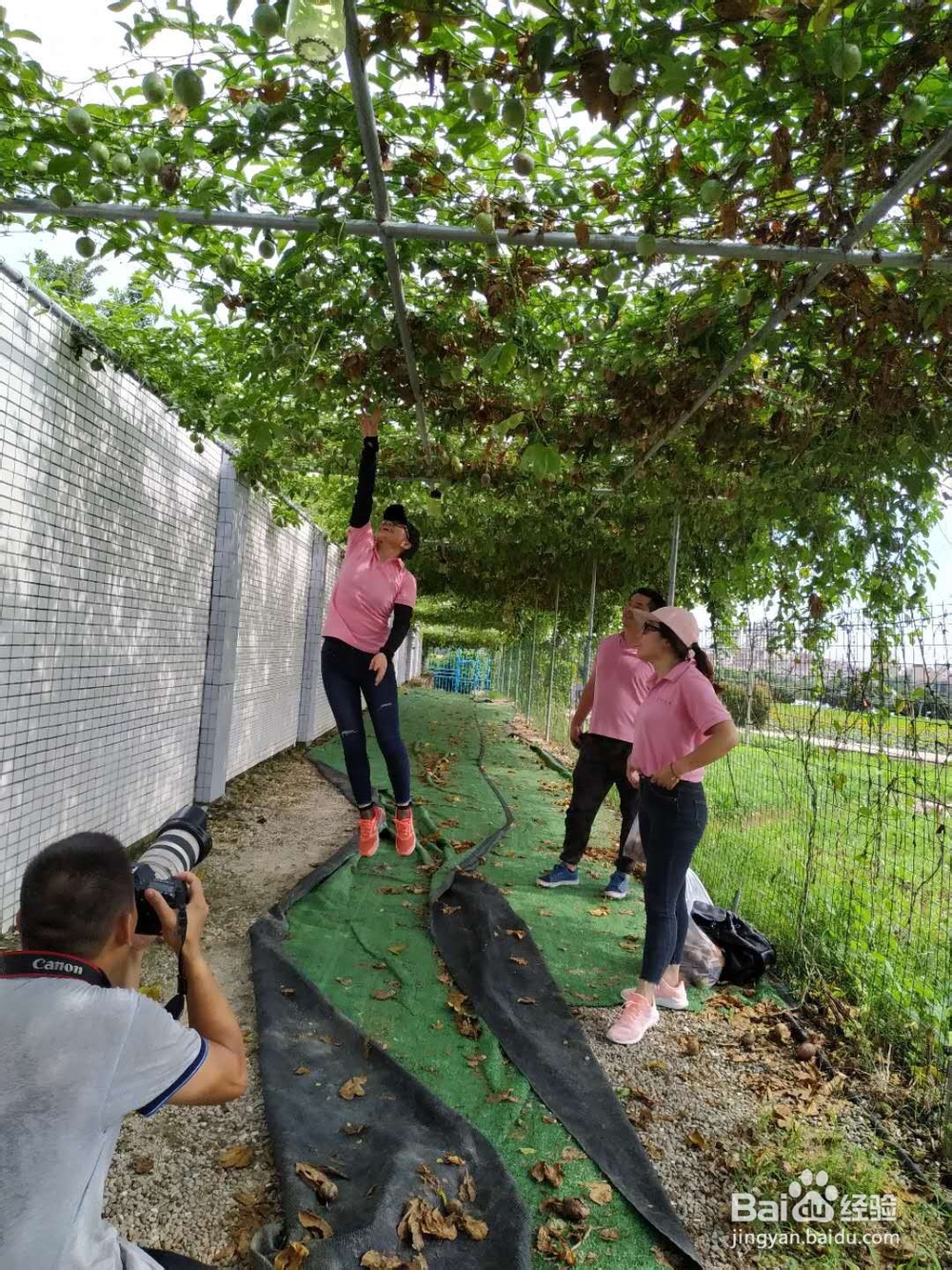 光明稻田农场一日游攻略