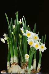 水仙花的种植方法