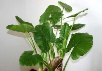 冬季养滴水观音,做好这几点,保准让其安全过冬