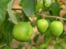 10种食物可以让你牙齿变白