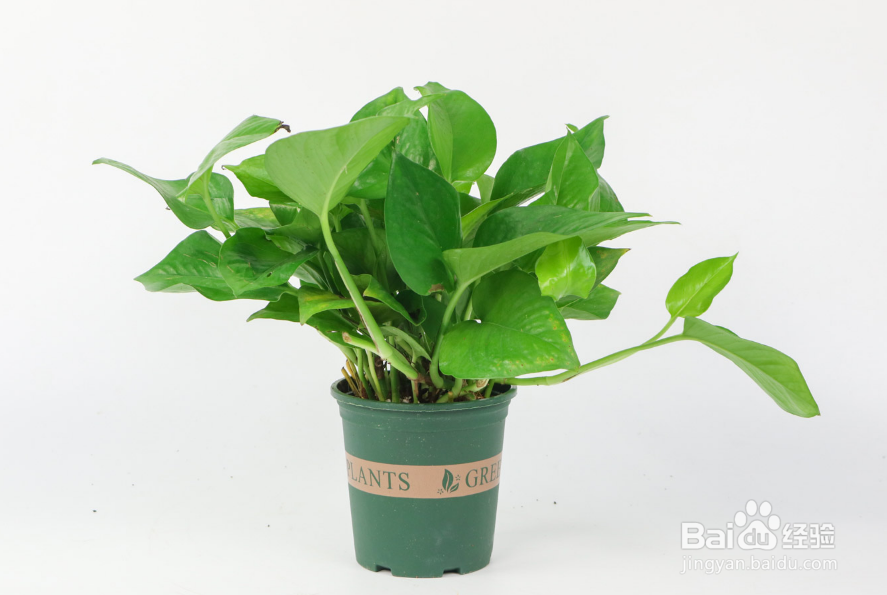 绿萝怎么养殖长得茂盛