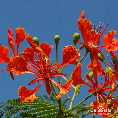 凤凰花的培育方法和注意事项
