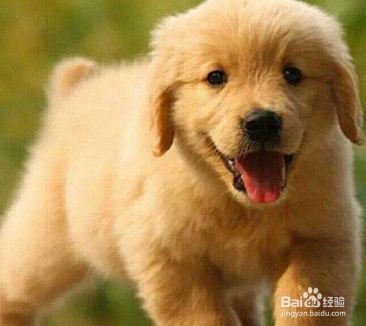 金毛犬怎样训练 重要的一点是有爱心