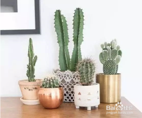 春季给植物换盆需要注意什么？