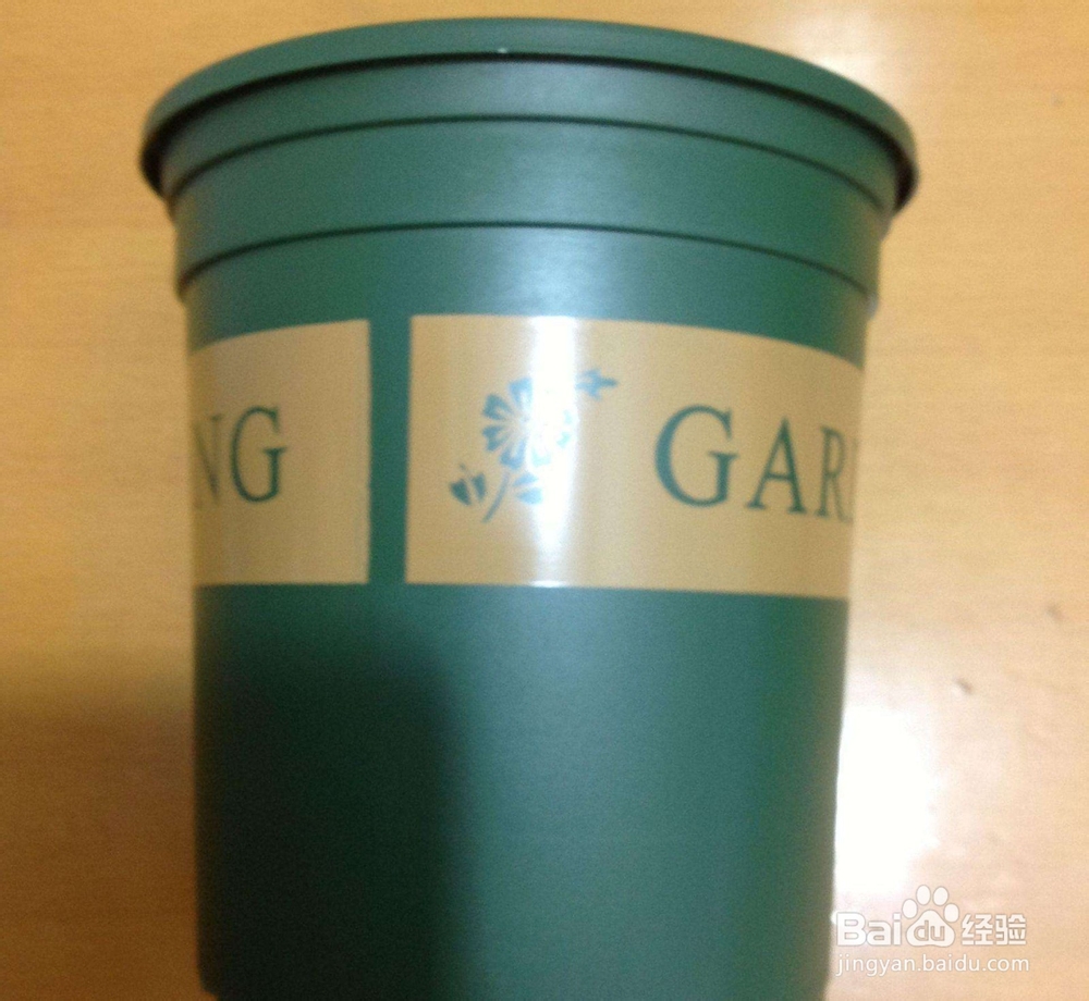 阳台月季室内月季怎么养才能开花