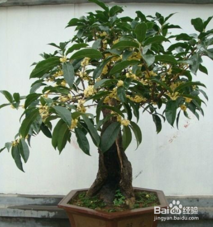 盆栽四季桂花树怎么养才长得好