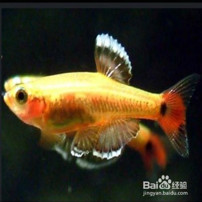 饲养金丝鱼的一些技巧
