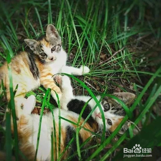 如何用手机拍好猫咪，喵星人必备手机拍照技巧
