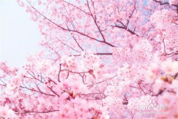 樱花应该怎么养
