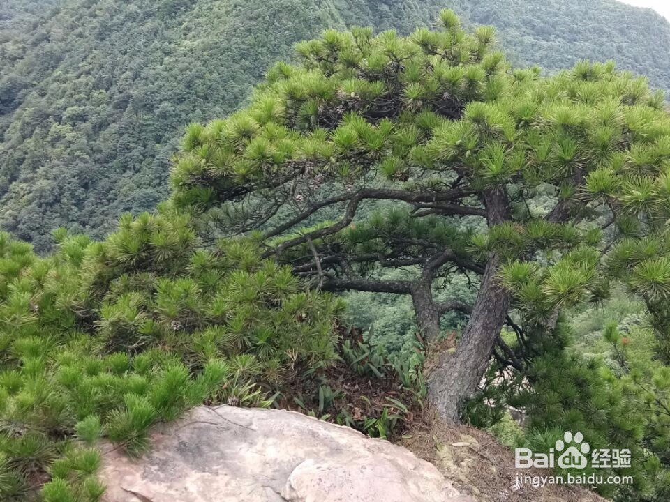 精彩图片收集的方法
