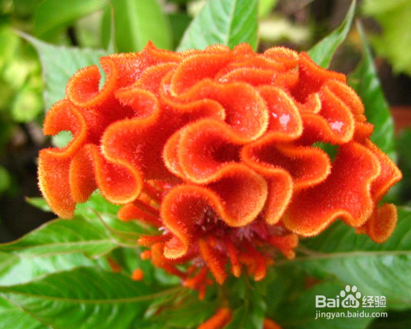 怎么养殖鸡冠花？