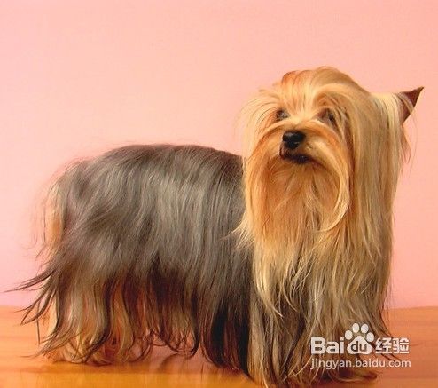教你如何照顾老龄犬