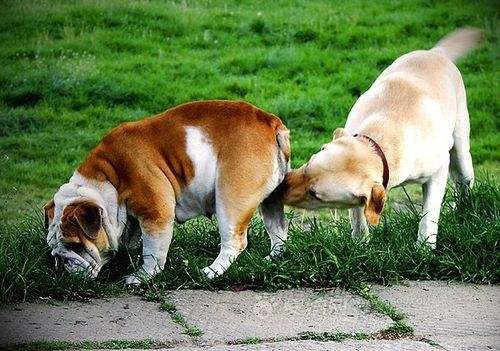 女生狗狗的 初潮 百度经验