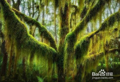 苔藓发霉怎么办