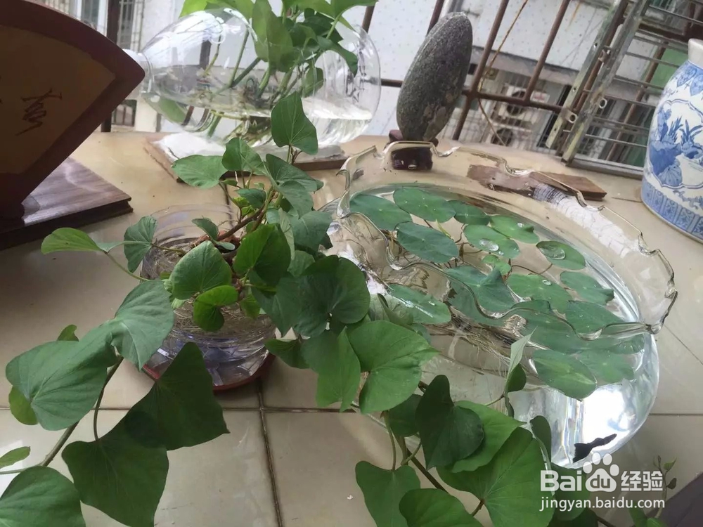 如何栽培地瓜红薯等根茎类植物盆景