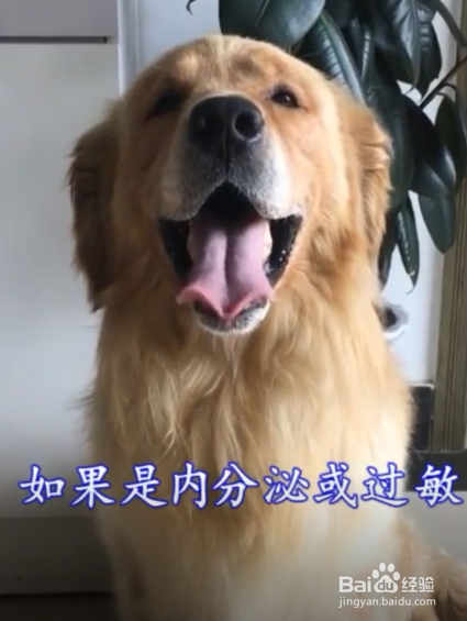 狗狗皮肤病需要剃毛吗