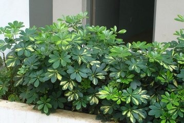 适合种植在室内的花草