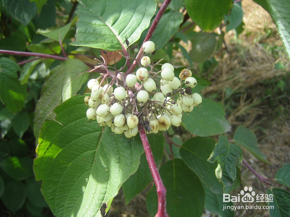 怎样孩子发挥想象力--走“平衡木”