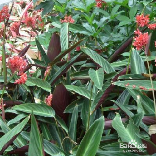 家里养的紫背竹芋叶子发黄怎么办